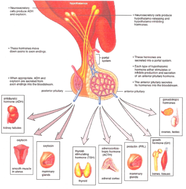 How Do Doctors Confirm A Pituitary Gland Injury?